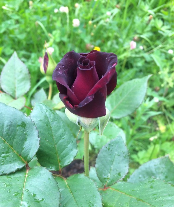 Посадка роз весной: советы профессионалов