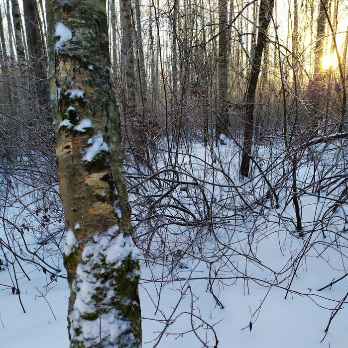 Зимние прогулки