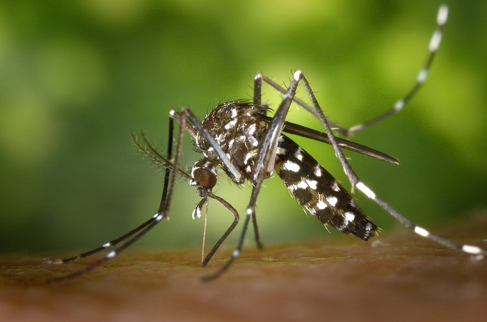 Во Флориде обнаружен комар, переносящий жёлтую лихорадку