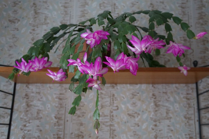 Чудо-цветок декабрист: выращивание и уход