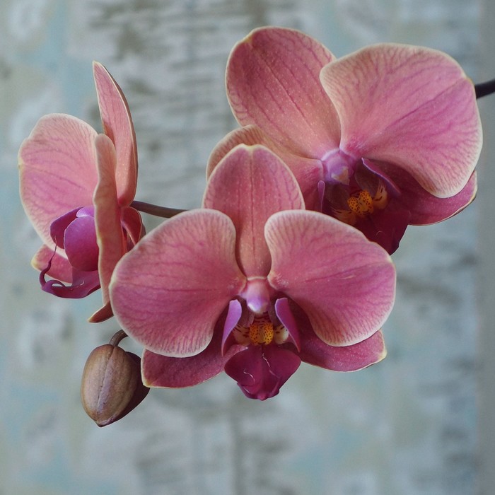 Орхидея фаленопсис у вас дома