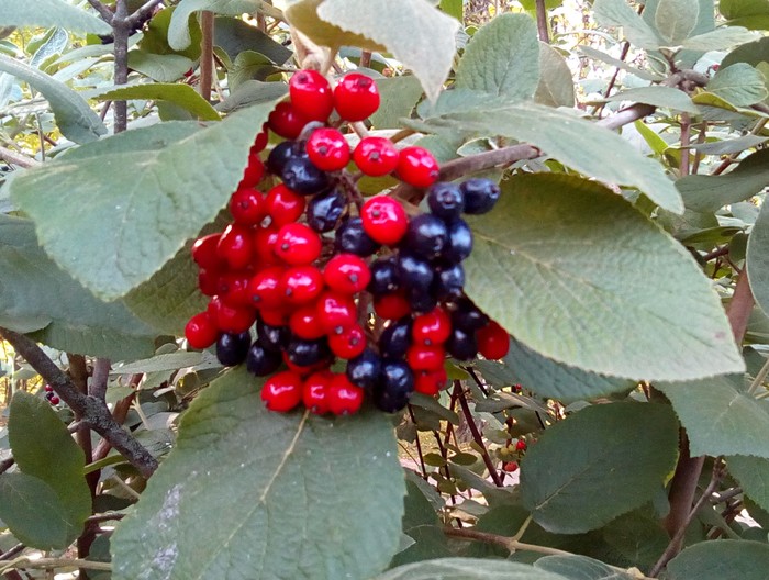Калина гордовина – осенняя ягода