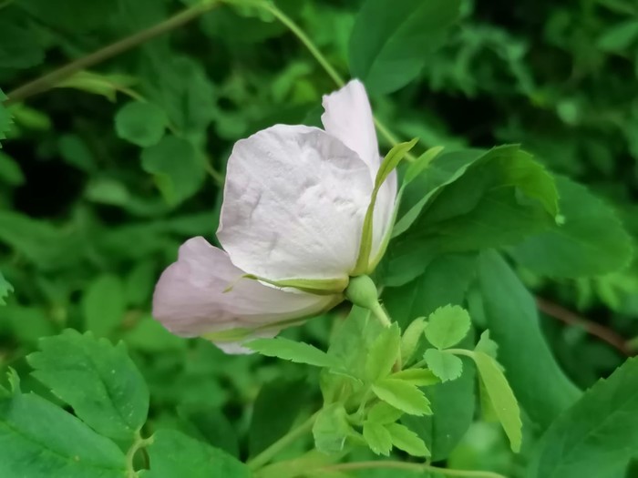 Цветок белого шиповника
