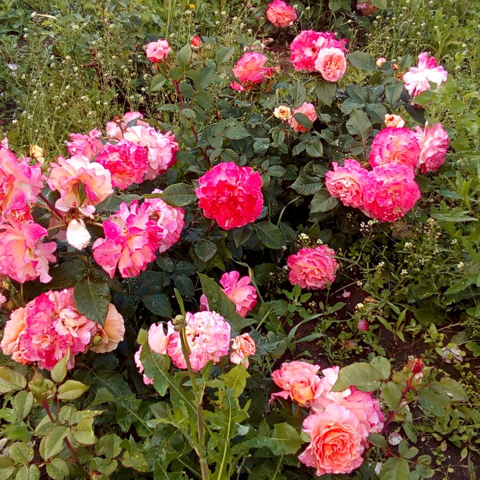 Клумба с розами