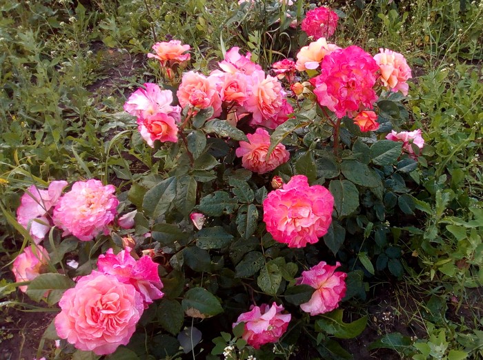 Фото куста роз Августа Луиза