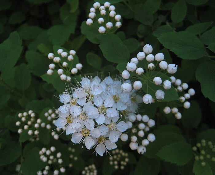 Белый боярышник во время цветения