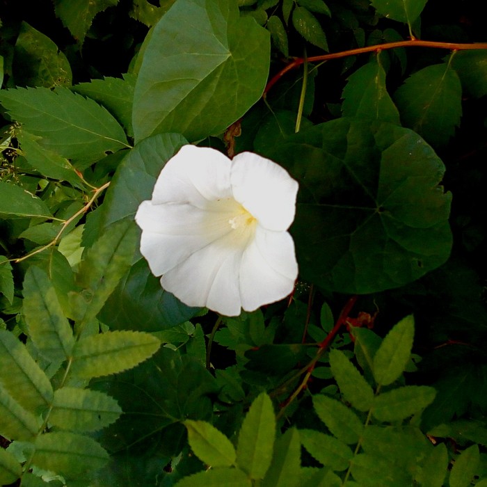 Вьюнок с белым цветком