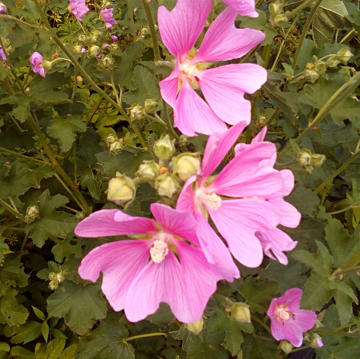 Цветы розовой мальвы
