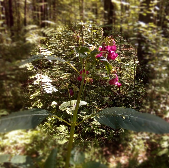 Цветок бальзамина в лесных зарослях