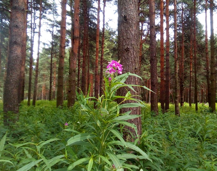 Цветущий кипрей в лесу