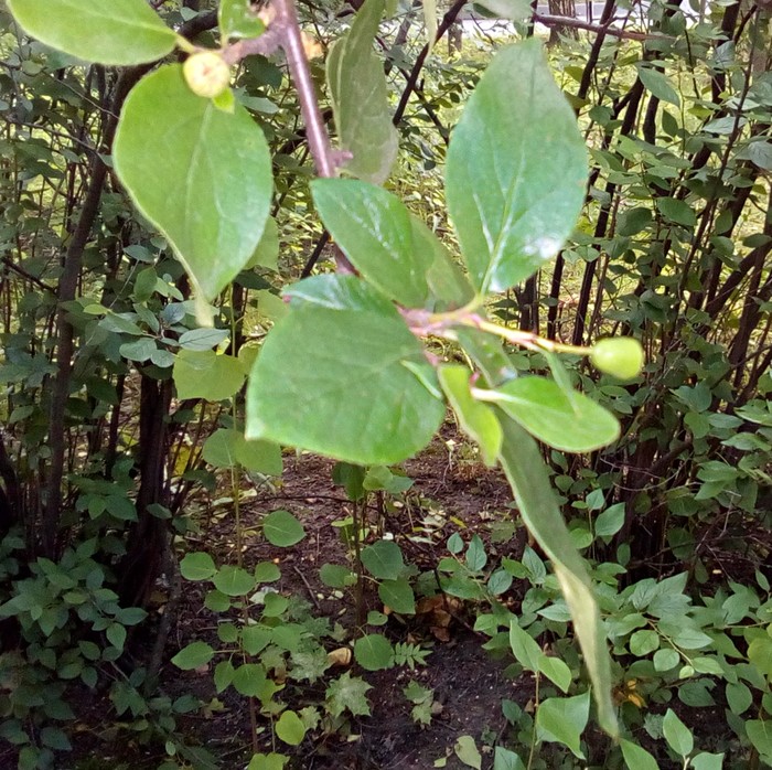 Листья и ягоды кизильника