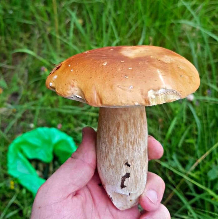 Найденный гриб