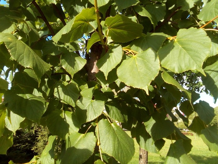 Фото листьев липы