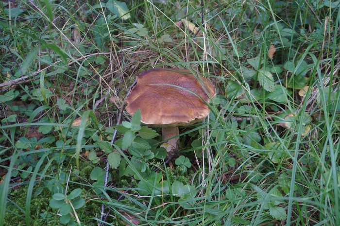 Белый гриб в траве