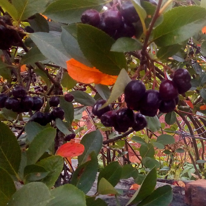Ягоды на ветках черноплодной рябины