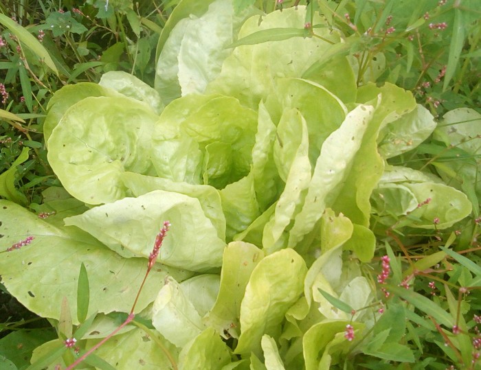 Листовой салат на грядке