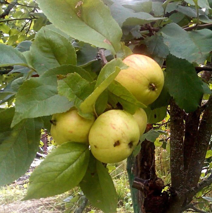 Яблоки на ветке