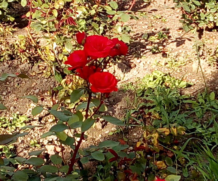 Осеннее цветение розы