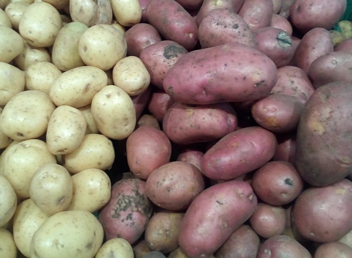 Картошка разных сортов для крокетов
