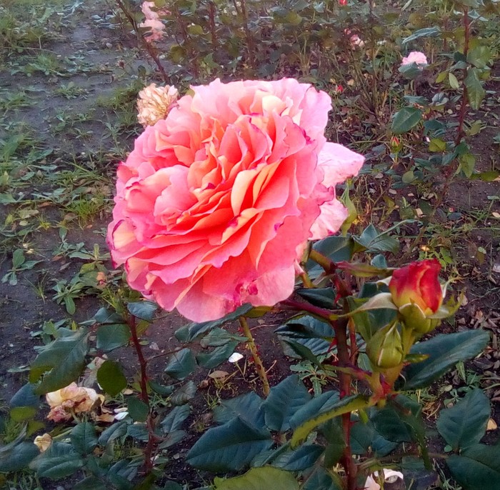 Роза в саду начинает отцветать