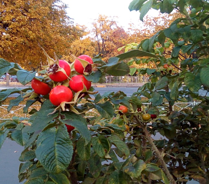 Осенняя ветка с плодами шиповника