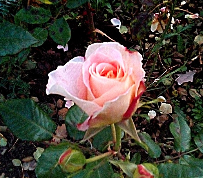 Розовая парковая роза в холодную погоду