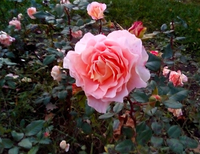 Осеннее цветение парковых роз