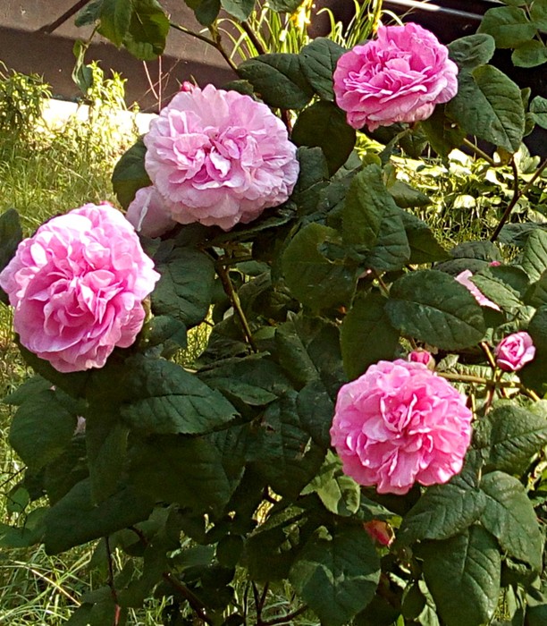 Парковая роза в сентябре