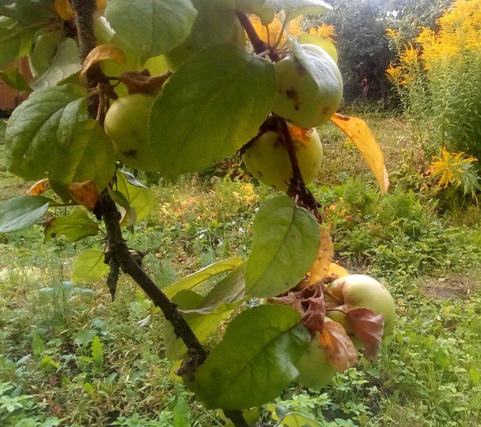 Ветви с ранними яблоками белый налив