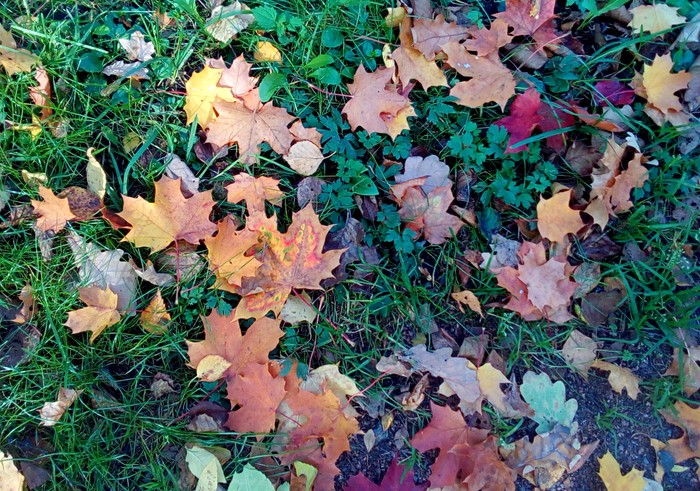 Осенний газон после листопада