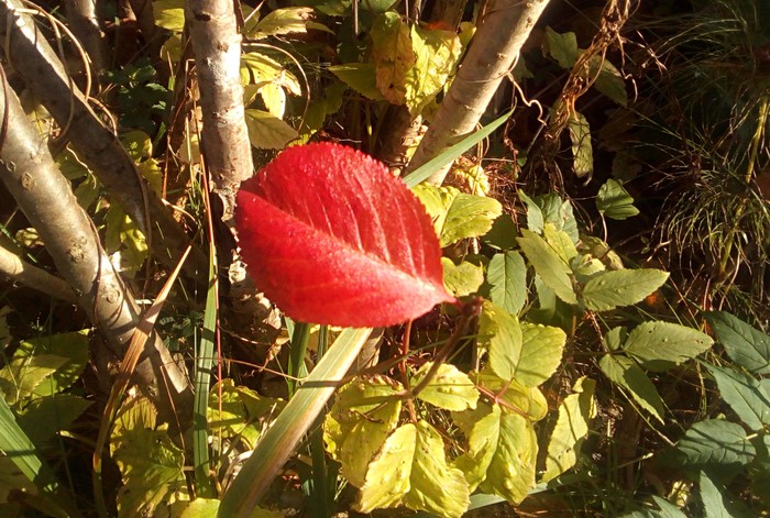 Осенний лист черноплодной рябины