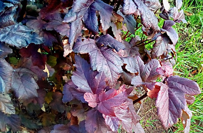 Пурпурные листья гейхеры
