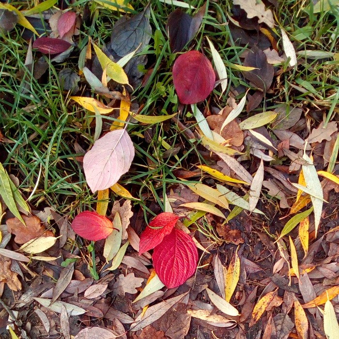 Листья на газоне