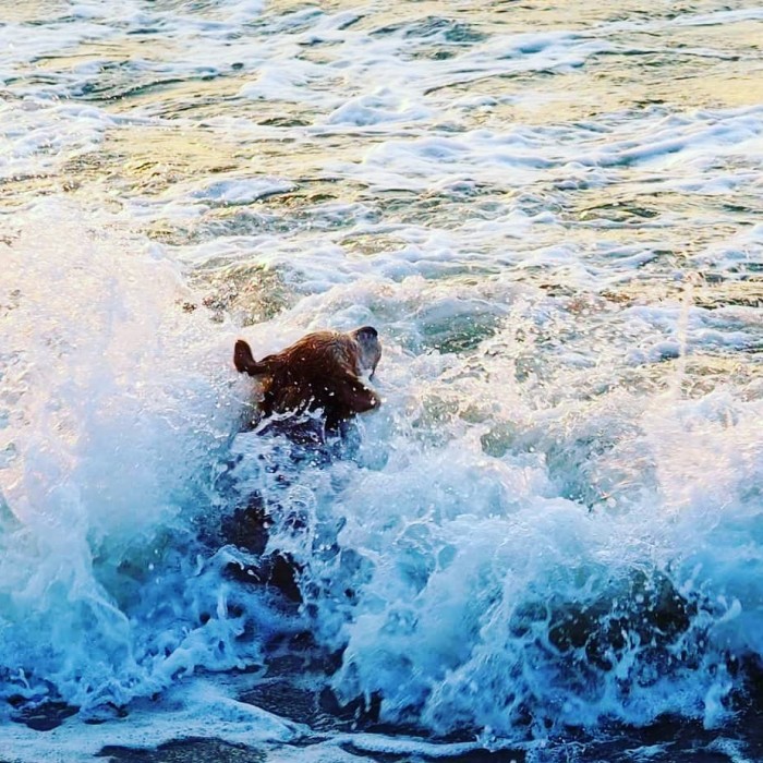 Собака купается в жару